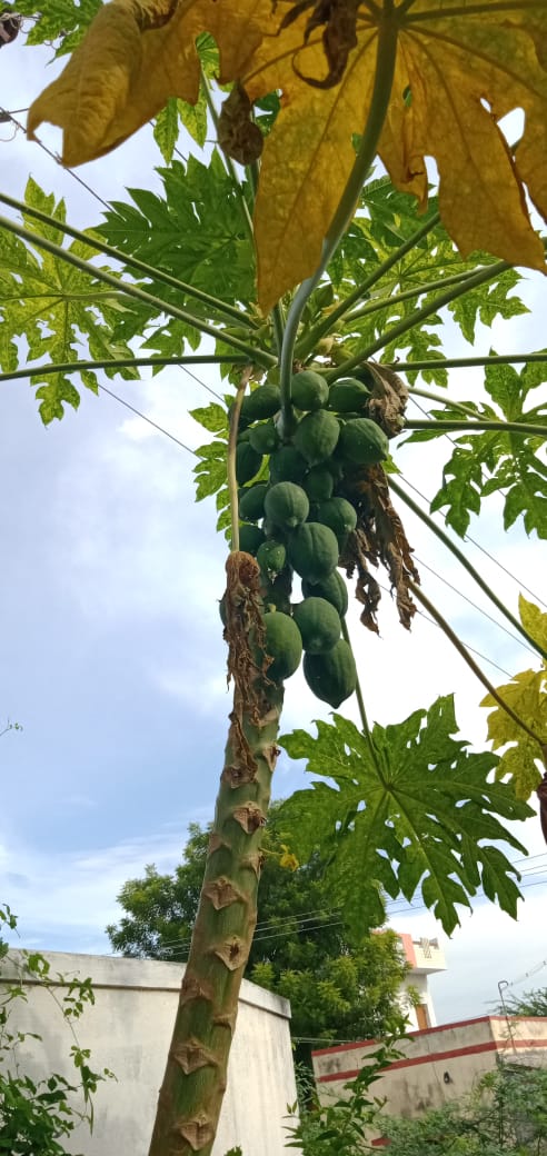 papaya